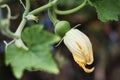 Bottle Gourds flower hanging from the Tree Royalty Free Stock Photo