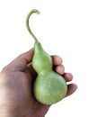 Bottle Gourds Royalty Free Stock Photo