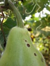 Bottle Gourds Royalty Free Stock Photo