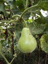 Bottle Gourds Royalty Free Stock Photo