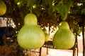 Bottle Gourds (Lagenaria siceraria) On Vine