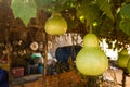 Bottle Gourds (Lagenaria siceraria) On Vine Royalty Free Stock Photo