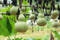 Bottle gourds Royalty Free Stock Photo