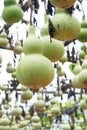 Bottle gourds Royalty Free Stock Photo