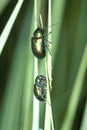 Bottle-green beetles