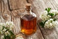 A bottle of hawthorn tincture with blooming hawthorn branches Royalty Free Stock Photo