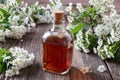 A bottle of hawthorn tincture with hawthorn flowers Royalty Free Stock Photo