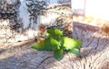 Bottle with healing oil of lemon balm herb on birch tree background. Antispasmodic and analgesic effect, therapeutic