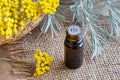 A bottle of helichrysum essential oil with fresh blooming helichrysum italicum