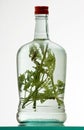 Bottle of herb rakia Royalty Free Stock Photo