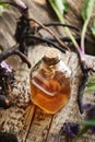 A bottle of herbal tincture with fresh knitbone or comfrey root Royalty Free Stock Photo
