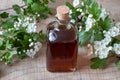 A bottle of hawthorn tincture with blooming hawthorn branches Royalty Free Stock Photo