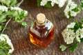 A bottle of homemade tincture with blooming hawthorn branches Royalty Free Stock Photo