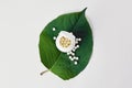 Bottle with homeopathic pills on green plant leaf. Homeopathy, naturopathy and alternative herbal medicine