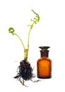 Bottle with homeopathy balm and fern