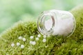 Bottle of homeopathy globules on moss. Selective focus. Royalty Free Stock Photo