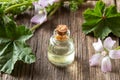 A bottle of mallow essential oil with fresh malva neglecta flowers