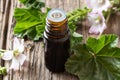 A bottle of mallow essential oil with fresh malva neglecta plant Royalty Free Stock Photo