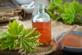 Bottle of maple syrup or healthy tincture, saucer of syrup and fresh green maple leaves Royalty Free Stock Photo