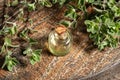 A bottle of marjoram essential oil with fresh marjoram