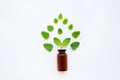 A bottle of melissa lemon balm essential oil with fresh leaves.