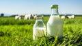 Bottle of milk standing on an Alpine meadow with green grass on a sunny summer day. Blue sky mountains cow in the background.