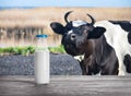 Bottle of milk on wooden table with cow in the background