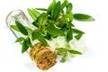 Bottle with mirtle essential oil, myrtle flowers and leaves on a branch on white background