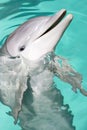 Bottle-nose dolphin Royalty Free Stock Photo