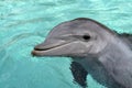 Bottle-nose Dolphin, close-up Royalty Free Stock Photo