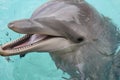 Bottle-nose Dolphin, close-up Royalty Free Stock Photo