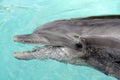 Bottle-nose Dolphin, close-up Royalty Free Stock Photo