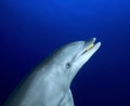 BOTTLE NOSE DOLPHIN DOLPHIN/tursiops truncatus Royalty Free Stock Photo