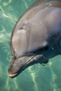 Bottle nose dolphin Royalty Free Stock Photo