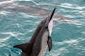 Bottle-nose dolphin sticking its head out of the water Royalty Free Stock Photo