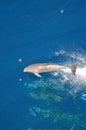 Bottle-nose Dolphin, Tursiops truncatus, jumping out of the water, Atlantic Ocean. Royalty Free Stock Photo