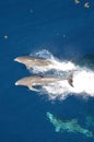 Bottle-nose Dolphin, Tursiops truncatus, jumping out of the water, Atlantic Ocean. Royalty Free Stock Photo