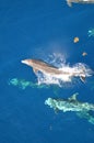 Bottle-nose Dolphin, Tursiops truncatus, jumping out of the water, Atlantic Ocean. Royalty Free Stock Photo