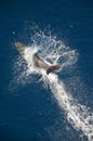 Bottle-nose Dolphin, Tursiops truncatus, jumping out of the water, Atlantic Ocean. Royalty Free Stock Photo