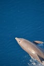 Bottle-nose Dolphin, Tursiops truncatus, jumping out of the water, Atlantic Ocean. Royalty Free Stock Photo