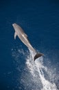 Bottle-nose Dolphin, Tursiops truncatus, jumping out of the water, Atlantic Ocean. Royalty Free Stock Photo