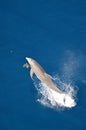 Bottle-nose Dolphin, Tursiops truncatus, jumping out of the water, Atlantic Ocean. Royalty Free Stock Photo