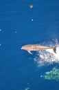 Bottle-nose Dolphin, Tursiops truncatus, jumping out of the water, Atlantic Ocean. Royalty Free Stock Photo