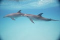 Bottle-nose dolphins swimming just below the ocean surface Royalty Free Stock Photo