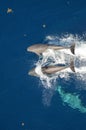 Bottle-nose Dolphins, Tursiops truncatus, jumping out of the water, Atlantic Ocean. Royalty Free Stock Photo