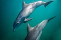 Bottle-nosed dolphin underwater side view.