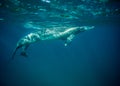 Bottle-nosed dolphin underwater side view taking a breath. Royalty Free Stock Photo