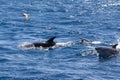 Bottle-nosed Dolphins and Gull near Sao Miguel, Azores Royalty Free Stock Photo