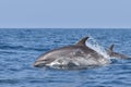 Bottle nosed dolphins sri lanka Royalty Free Stock Photo