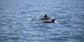 Bottle-nosed dolphins, Zanzibar, Tanzania Royalty Free Stock Photo